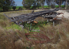 Aristida holathera holathera