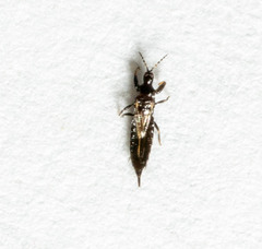 Gynaikothrips
