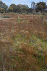 Aristida holathera holathera