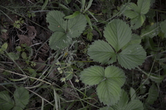 Fragaria moschata