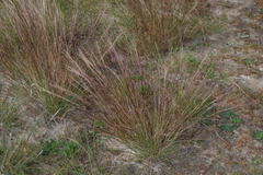Aristida holathera holathera