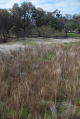 Aristida holathera holathera