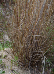 Aristida holathera holathera