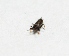 Gynaikothrips