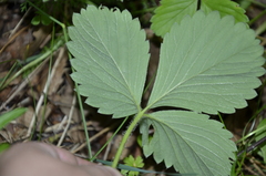 Fragaria moschata
