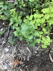 Mentha arvensis