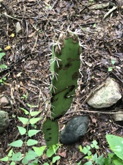Acanthocereus tetragonus
