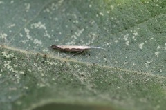 Plutella xylostella