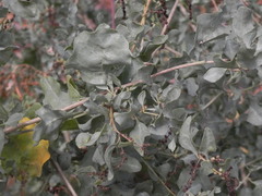 Atriplex lentiformis