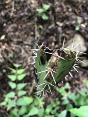 Acanthocereus tetragonus