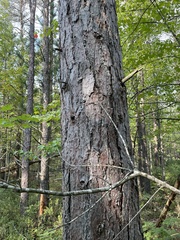 Pinus banksiana
