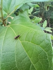 Dolichoderus bispinosus