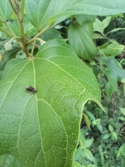 Dolichoderus bispinosus