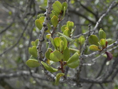 Ceanothus verrucosus