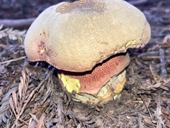 Rubroboletus pulcherrimus