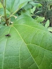 Dolichoderus bispinosus