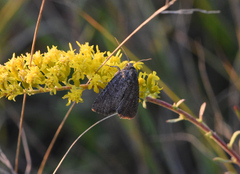 Noctuinae