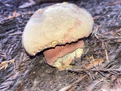 Rubroboletus pulcherrimus