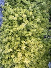 Sedum mexicanum