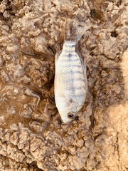 Oreochromis