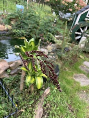 Echinochloa muricata