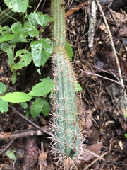Acanthocereus