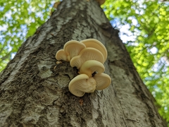 Pleurotus populinus