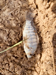 Oreochromis
