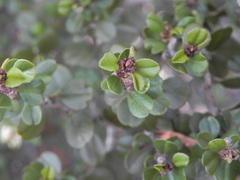Ceanothus verrucosus