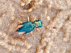 Tetracha