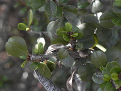 Ceanothus verrucosus