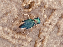 Tetracha