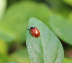 Chelymorpha cribraria
