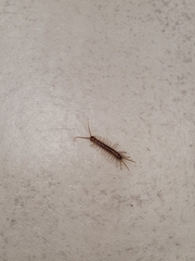 Scutigera coleoptrata