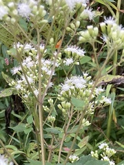 Ageratina altissima