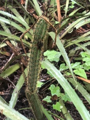 Acanthocereus