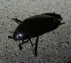 Hydrophilus triangularis