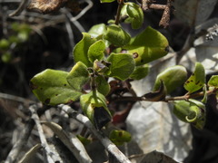 Lonicera subspicata denudata