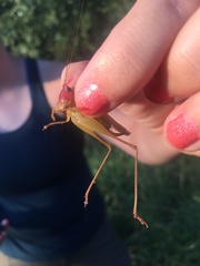 Orchelimum pulchellum