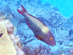 Cetoscarus ocellatus