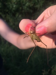 Orchelimum pulchellum