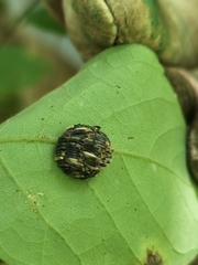 Goniops chrysocoma