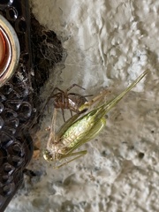 Steatoda nobilis