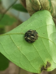 Goniops chrysocoma
