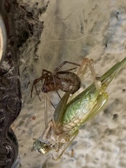 Steatoda nobilis