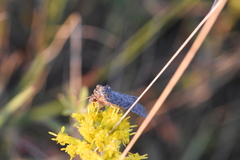 Noctuinae