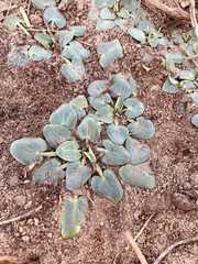 Evolvulus nummularius