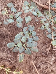 Evolvulus nummularius