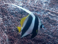 Heniochus acuminatus