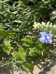 Anthidium